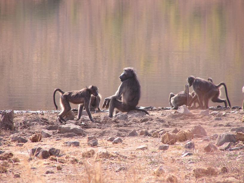 Researcher observing baboons